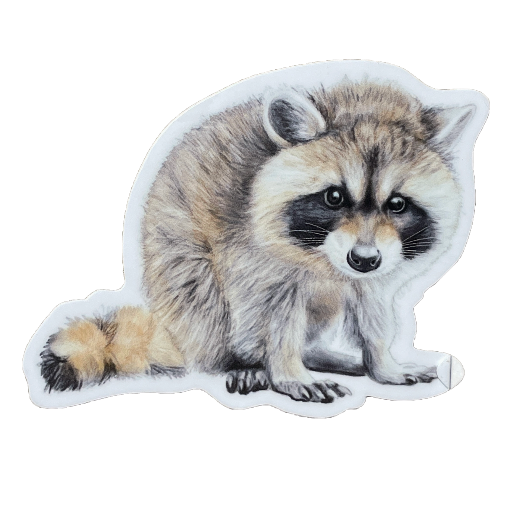 Baby Raccoon Sticker